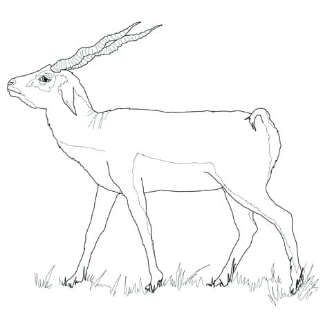 480x458 Impala Animal Coloring Pages Black Buck Animal Coloring Page Color