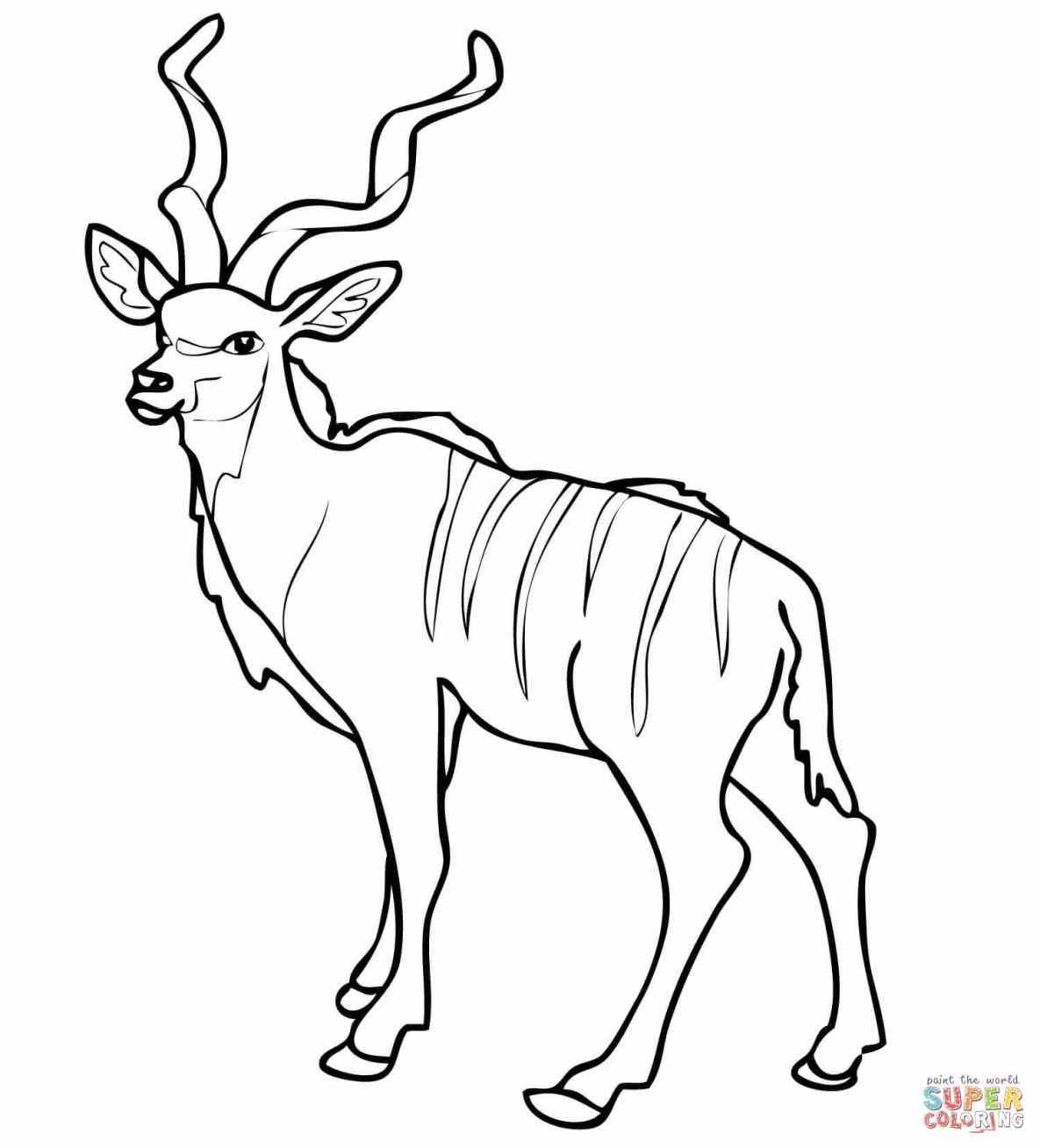 1185x1308 Impala Coloring Page Web Coloring Pages