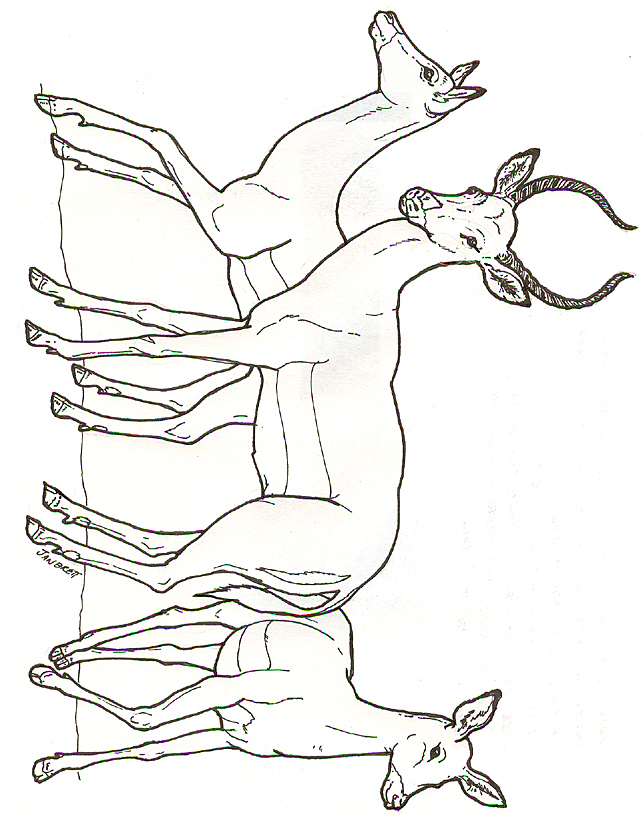 643x820 Impalas Colouring Pages