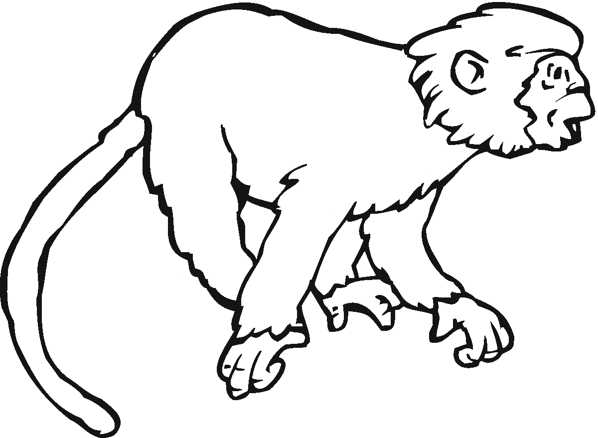 1200x879 New Monkey Animal Coloring Pages Collection Printable Coloring Sheet