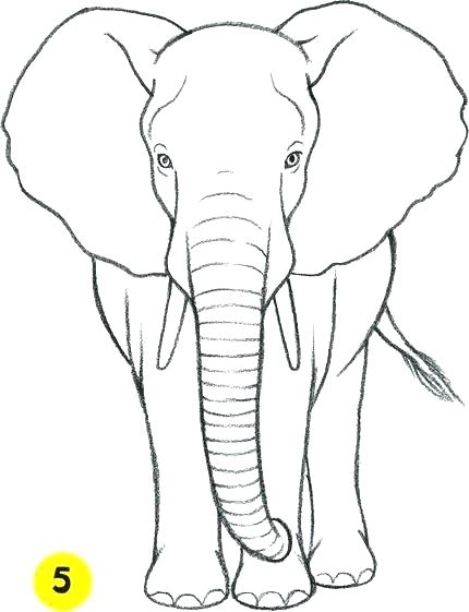 430x561 Elephants Coloring Pages Elephants Coloring Pages Elephant