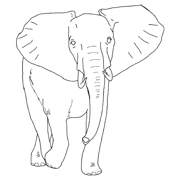 600x600 Free Adult Coloring Pages Printable Elephant Also Adult Coloring
