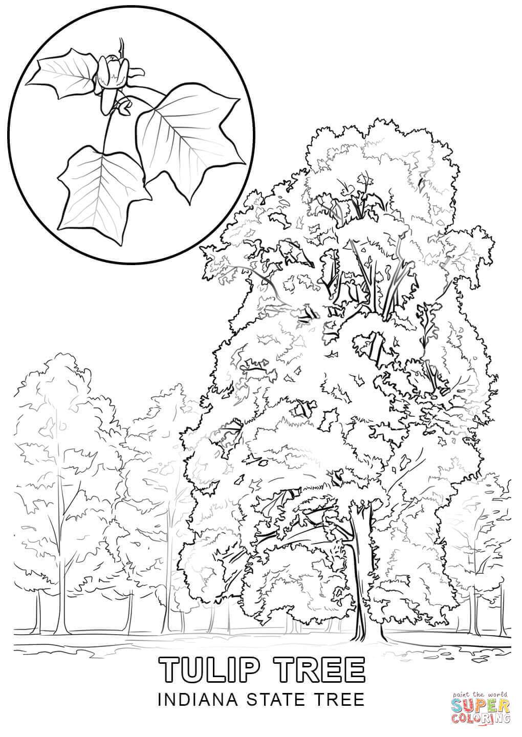 1020x1440 Indiana State Symbols Coloring Pages