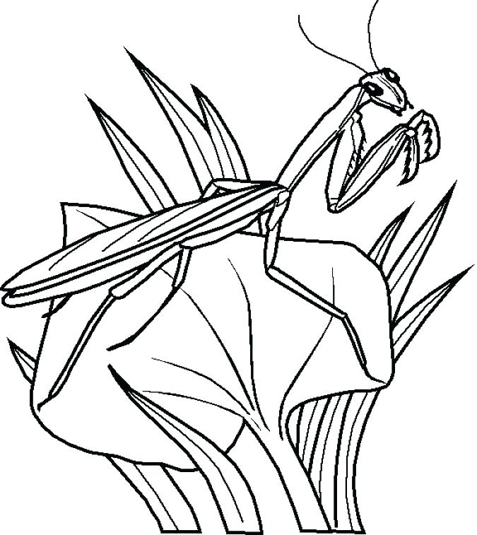 675x757 Love Bug Coloring Pages Bug Coloring Pages Insect Coloring Pages