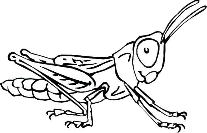 660x427 Insects Coloring Pages Printable Insect Coloring Pages Printable