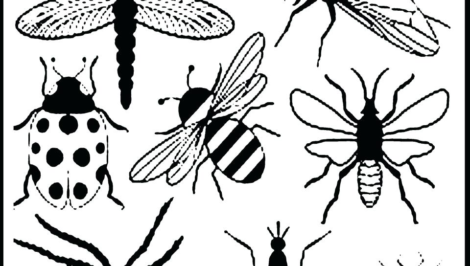 960x544 Insects Coloring Sheets Bugs And Insects Coloring Pages Printable