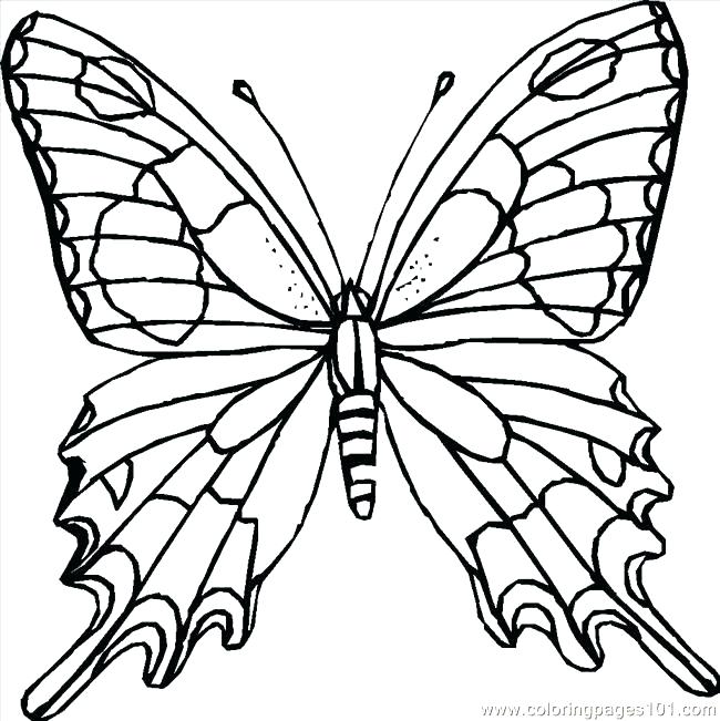 Intricate Butterfly Coloring Pages at GetDrawings | Free download