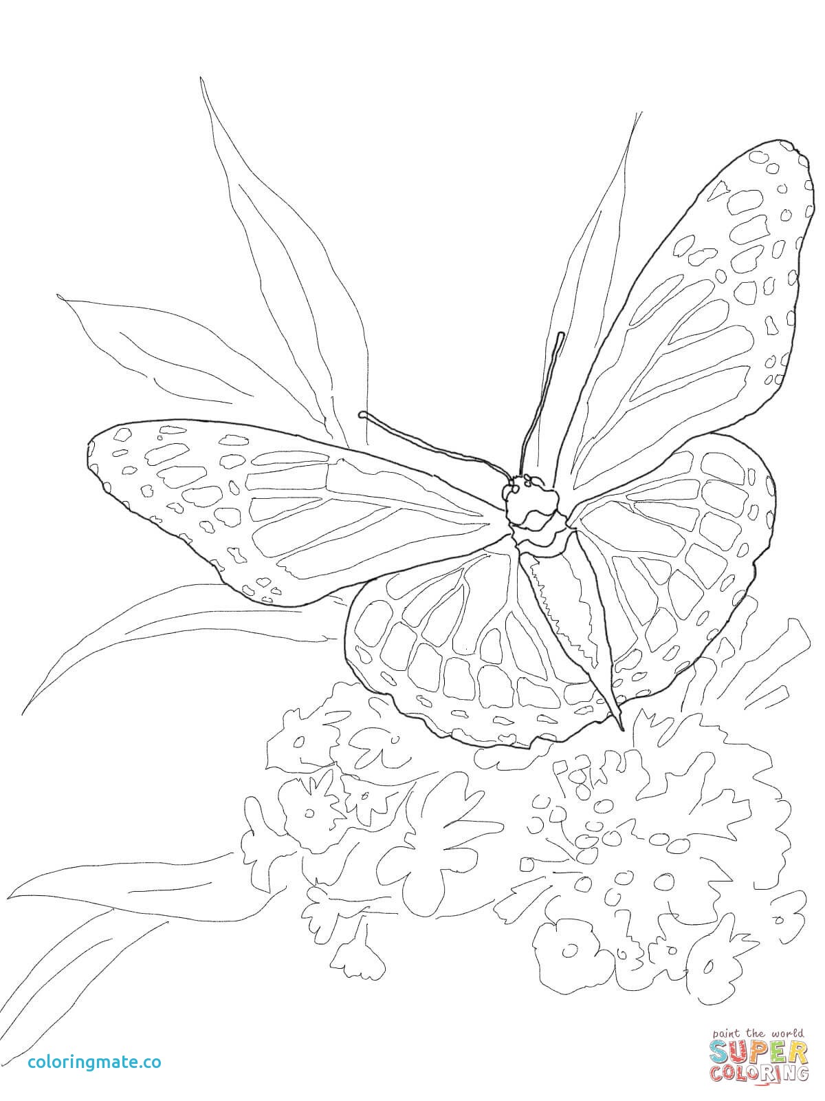 1200x1600 Ulysses Butterfly Coloring Page Images Butterflies Lovers Adult