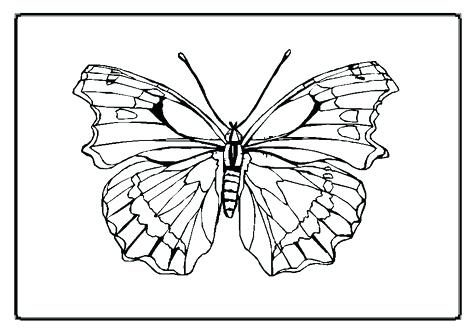 476x333 Butterfly Coloring Pages Print