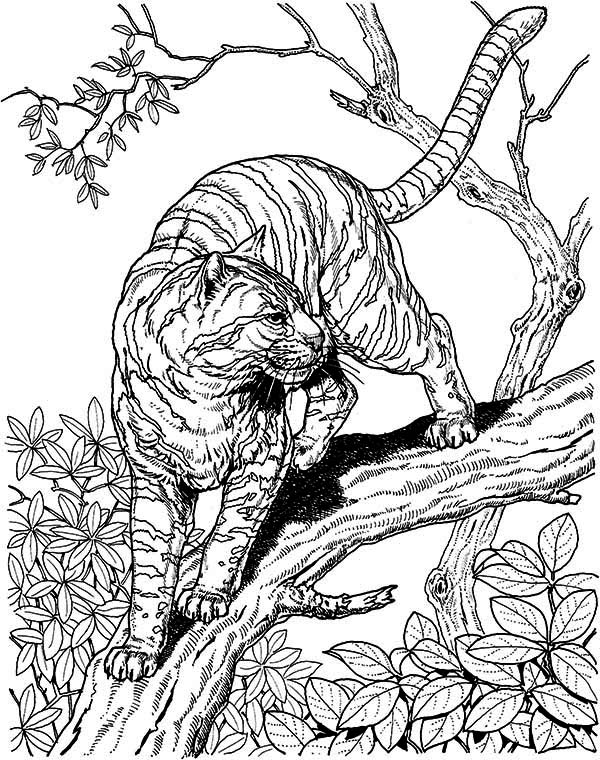 600x760 Tiger Cat Coloring Pages Best Of Wild Cats These Free Animal Are