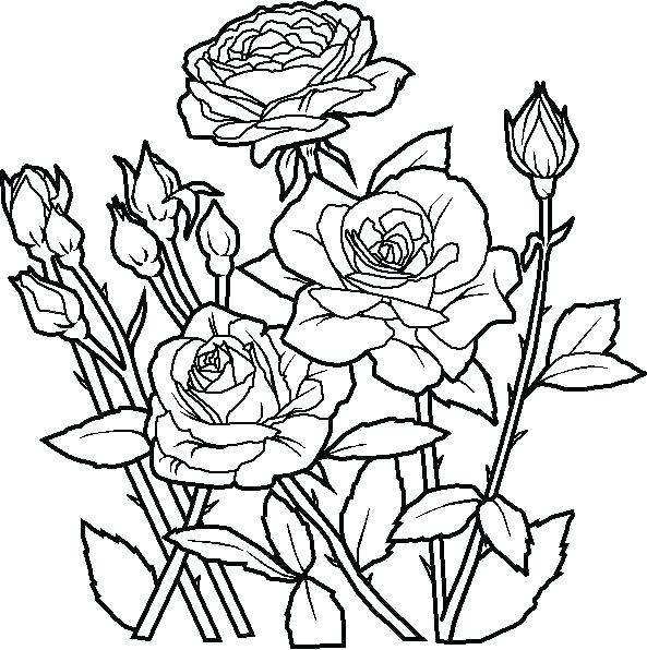 593x596 Flowers Coloring Pages Or Intricate Flower Coloring Pages Flowers