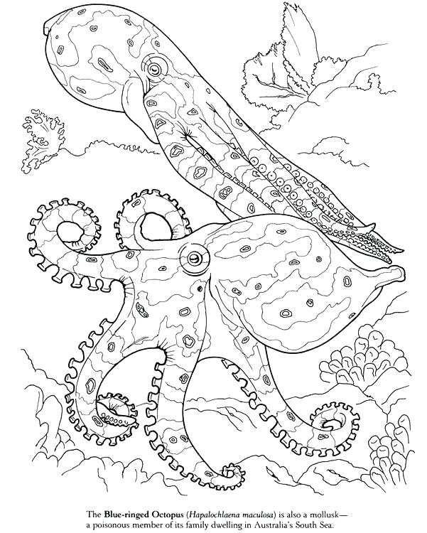 601x750 Squid Coloring Pages Squid Coloring Pages Drawn Squid Invertebrate