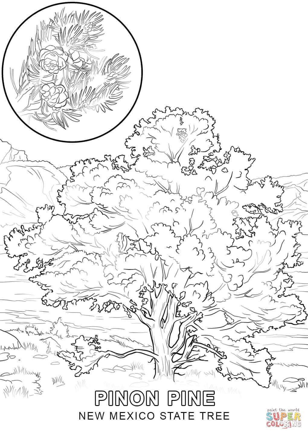 1020x1440 Iowa State Flower Coloring Page