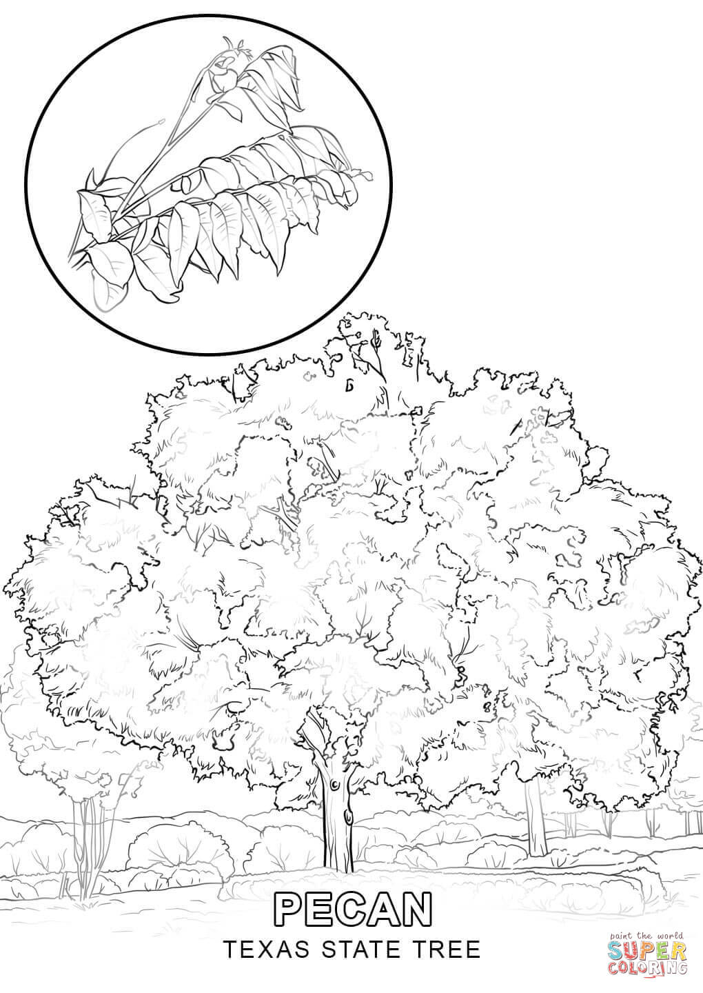 1020x1440 Iowa State Tree Coloring Page Free Printable Pages In Draw