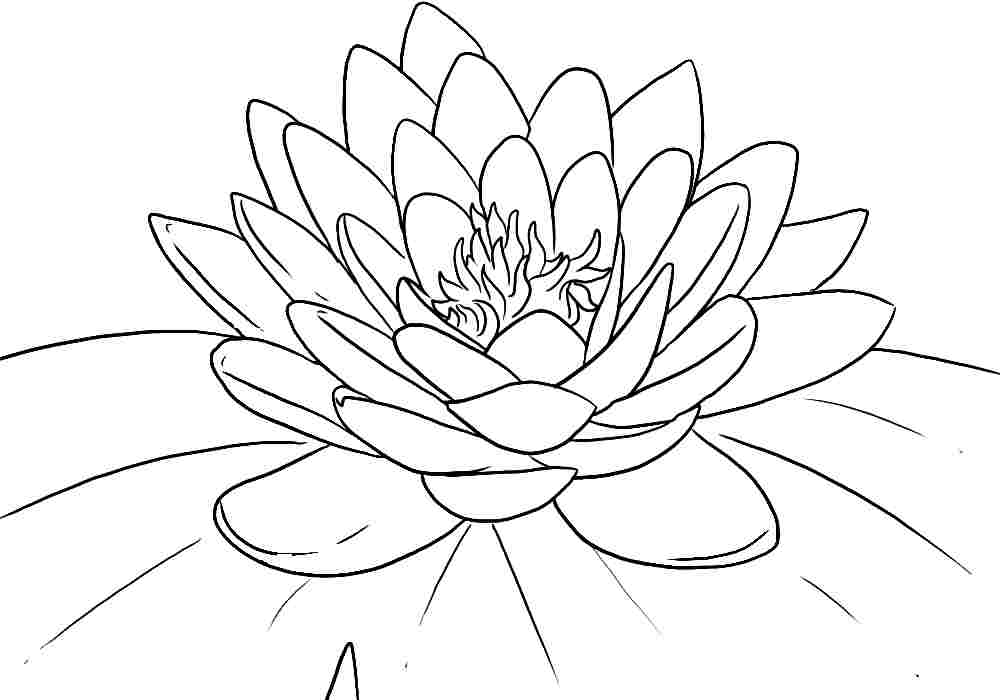 1000x700 Flower Coloring Pages Printabl On Flower Coloring Pages Iris Page