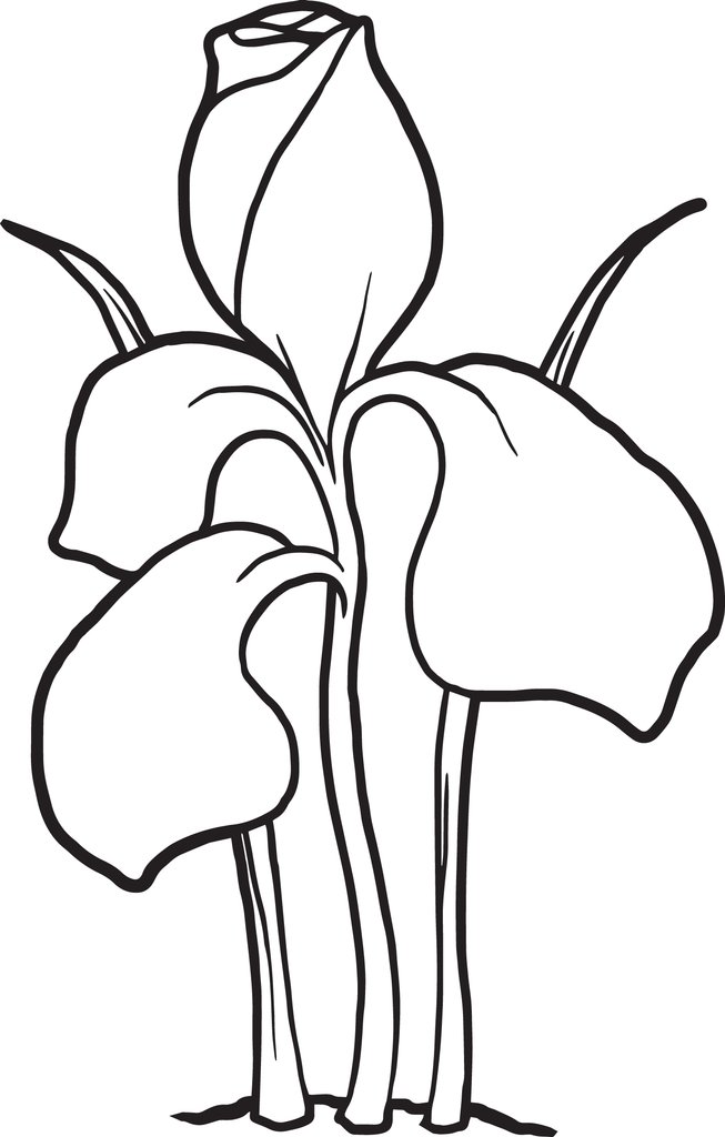 653x1024 Free, Printable Iris Flower Coloring Page For Kids Supplyme