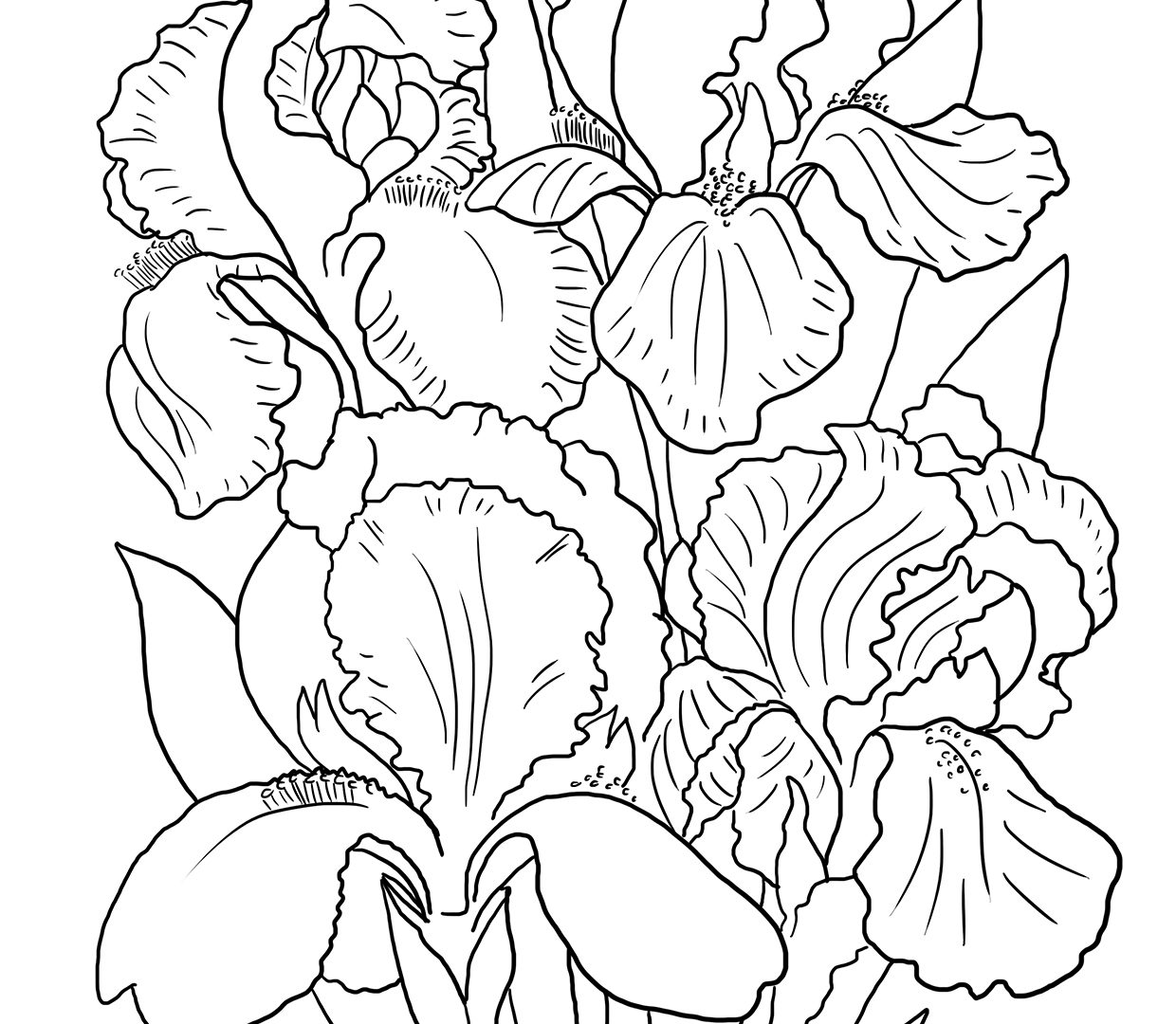 1240x1080 High Quality Free Iris Flowers Coloring Pages For Kids Fantastic