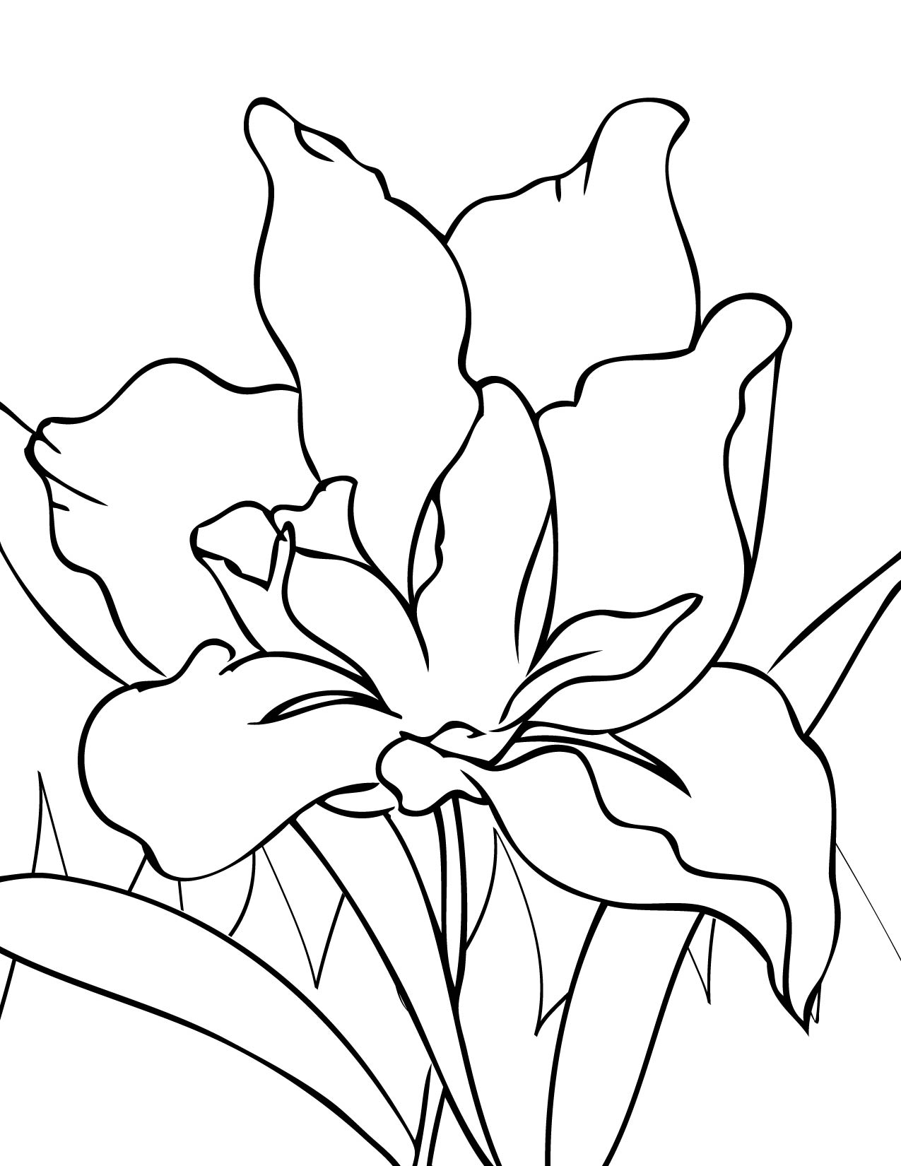 1275x1650 Iris Coloring Page