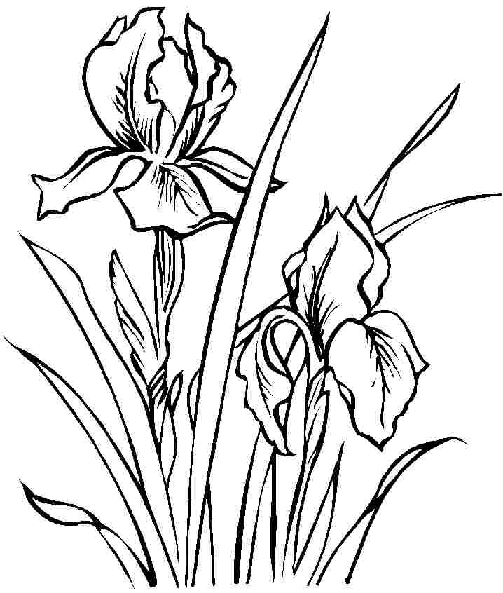718x846 Iris Flower Coloring Page