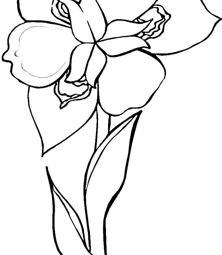 750x864 Iris Flower Coloring Page Many Interesting Fantastic Pages Free