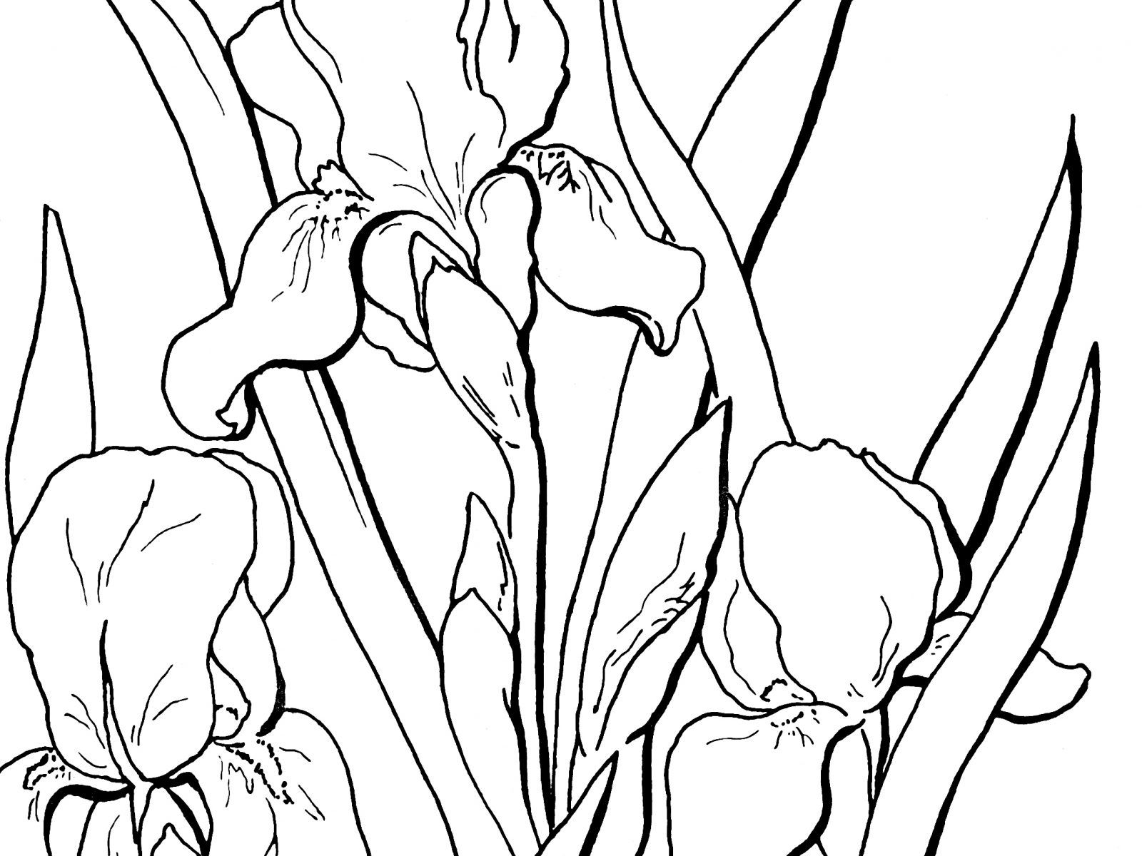 1600x1200 Marvelous Flower Page Printable Coloring Sheets Iris And Of Trends