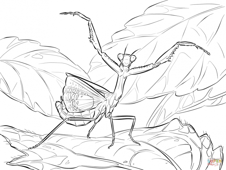 768x576 Praying Mantis Coloring Pages Fresh Iris Page Free Printable