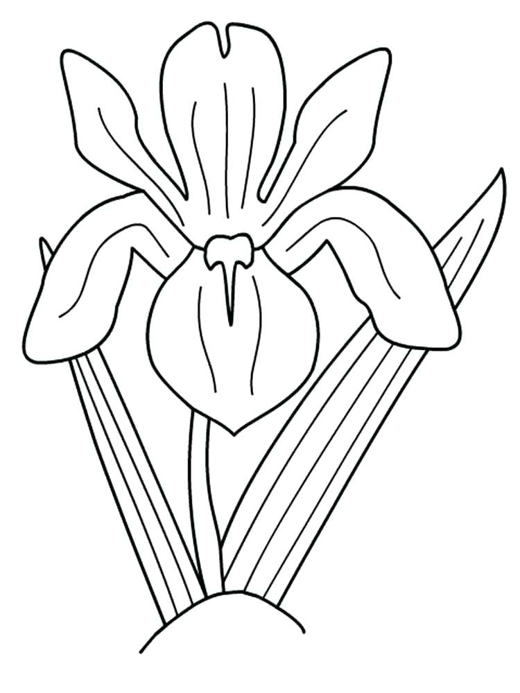 750x1000 Coloring Pages Of Flowers Flower Beauty For Kids Iris Flower