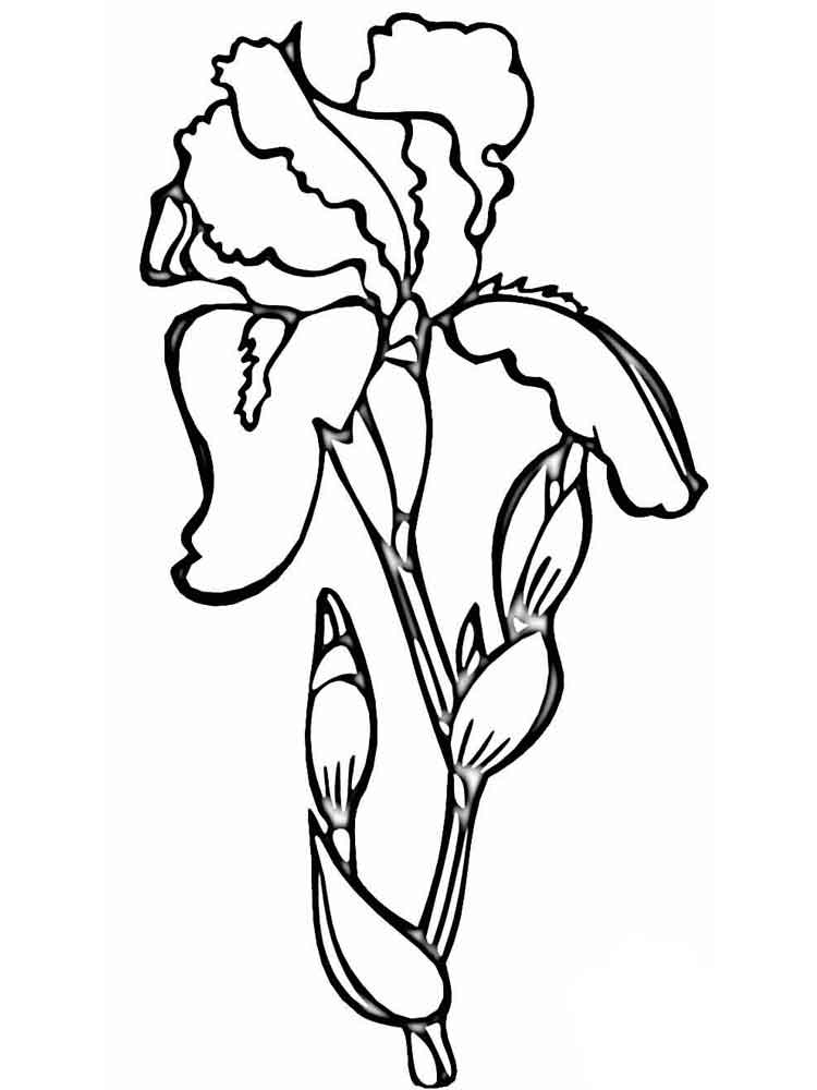 750x1000 Iris Flower Coloring Page