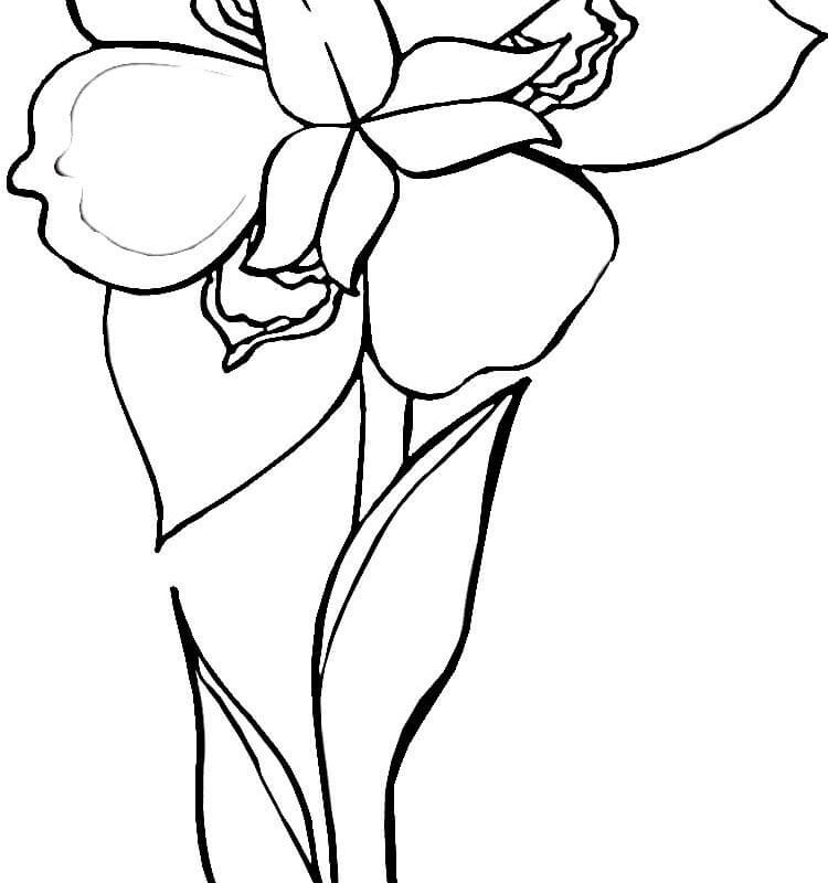 750x800 Iris Flower Coloring Page Many Interesting Fantastic Pages Free
