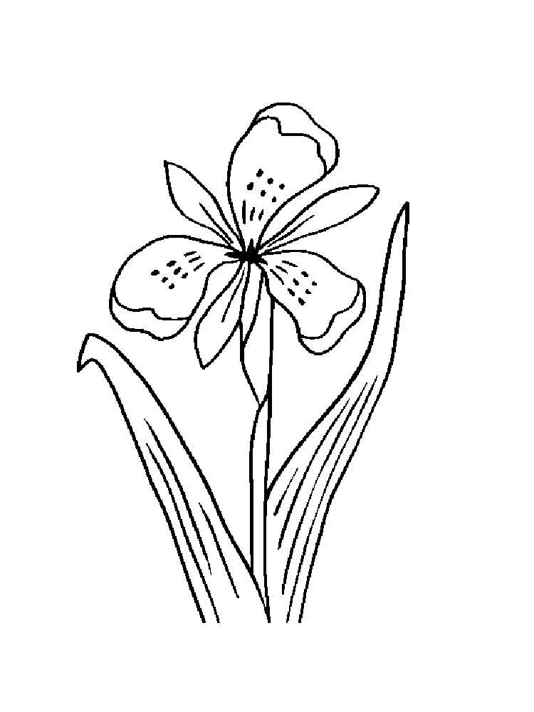 750x1000 Iris Flower Coloring Pages