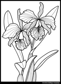236x323 Tennessee State Flower Iris Coloring Page Teaching Units