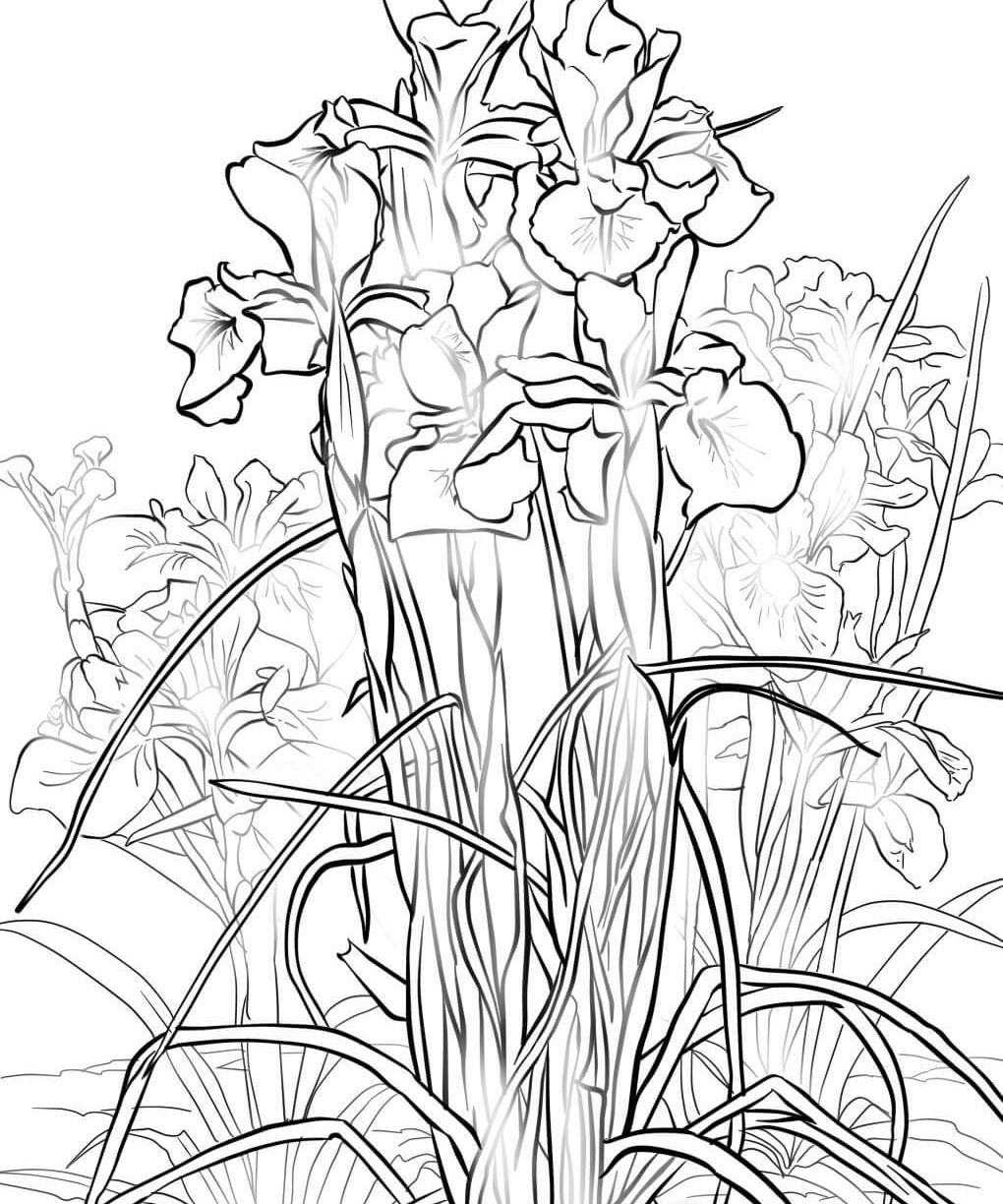 1020x1224 The Best Coloring Page Iris To And Print Fantastic Picture