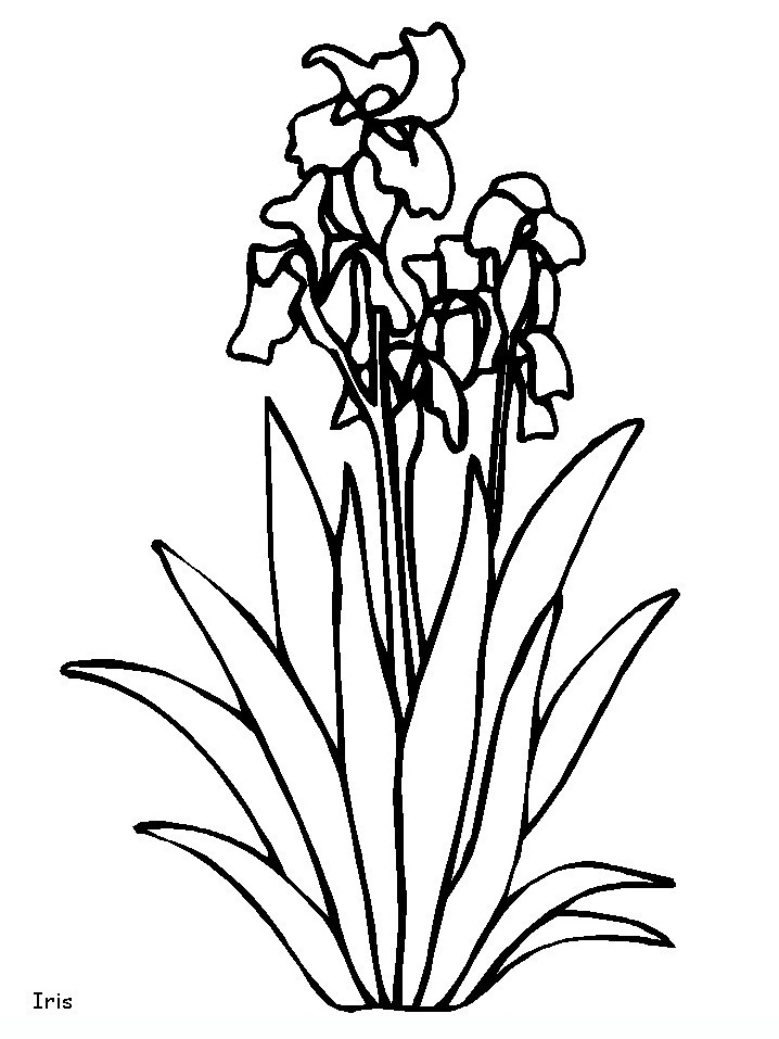 718x957 Flowers Flowers Coloring Pages Coloring Pages For Adults
