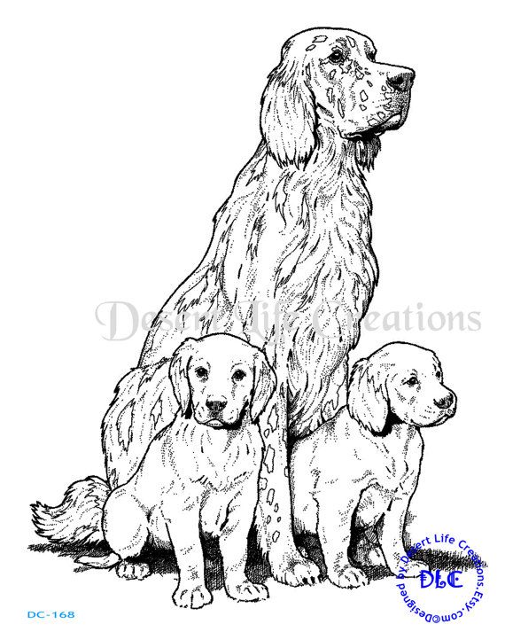 570x713 Irish Setter Inch Illustration