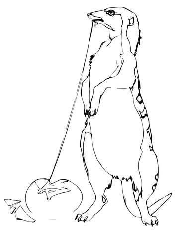 360x480 Yellow Mongoose Coloring Page
