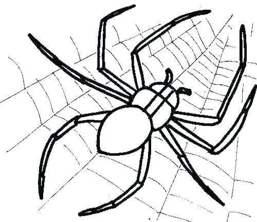500x432 Ewok Coloring Pages Spider Coloring Pages Spider Coloring Book