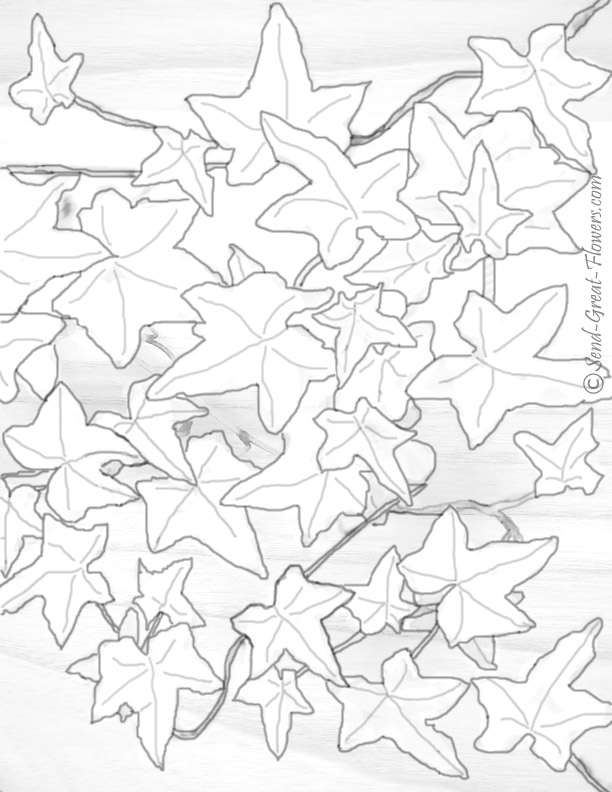612x792 Free Fall Coloring Pages With Full Color Guides Ivy Leaf Coloring