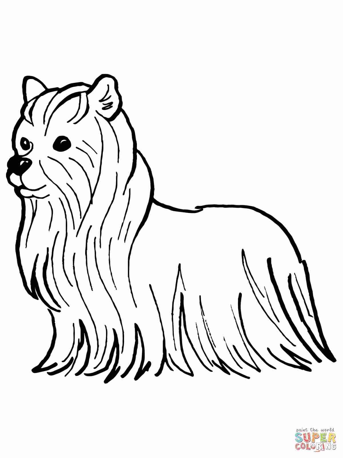 1200x1600 Last Minute Cairn Terrier Coloring Pages Jack
