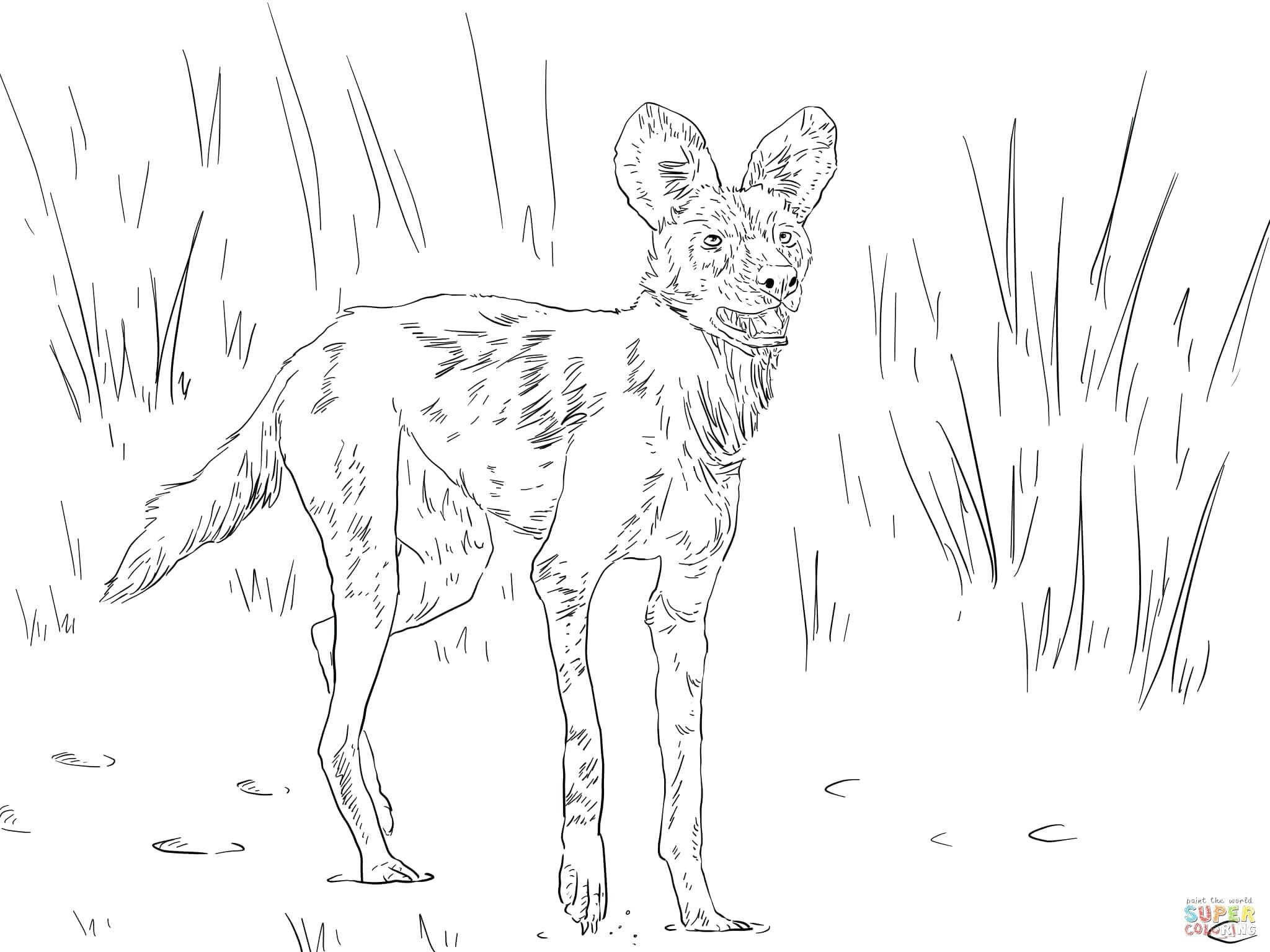 2048x1536 Desert Fox Walking Coloring Pages Thanksgiving Turkey Dragon