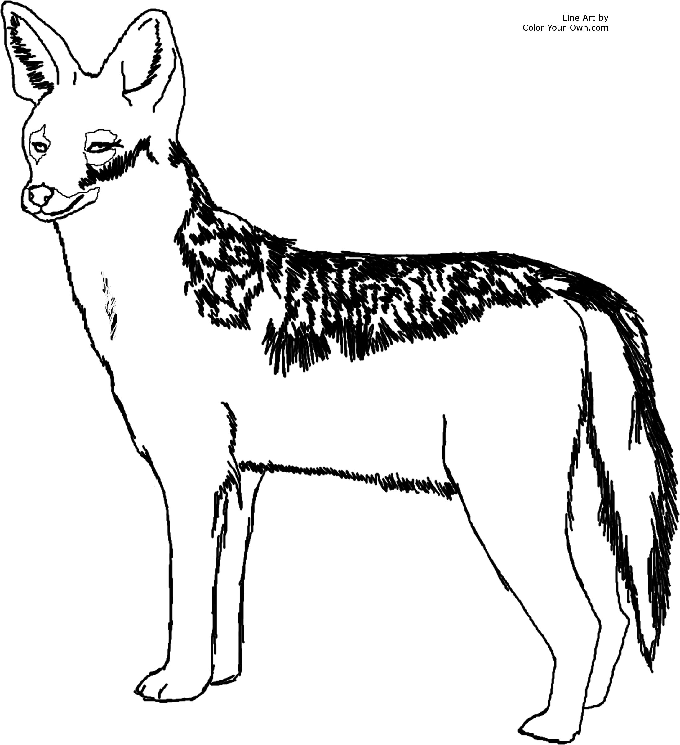 2193x2400 Black Backed Jackal Coloring Page