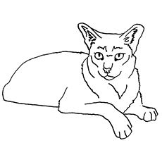 Jackal Coloring Pages at GetDrawings | Free download