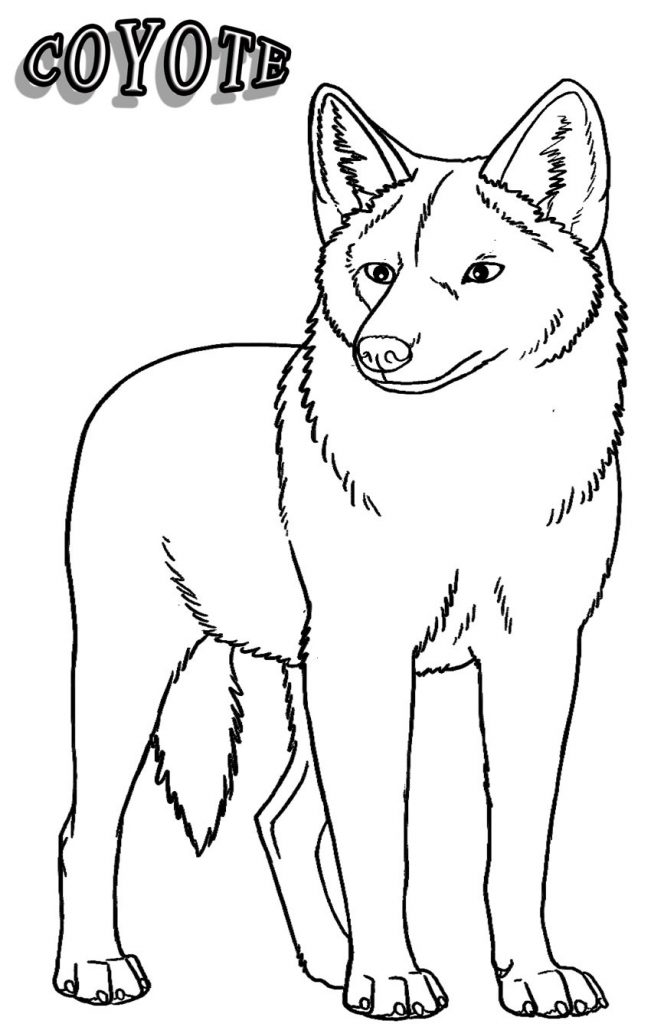 651x1024 Coyote Coloring Page