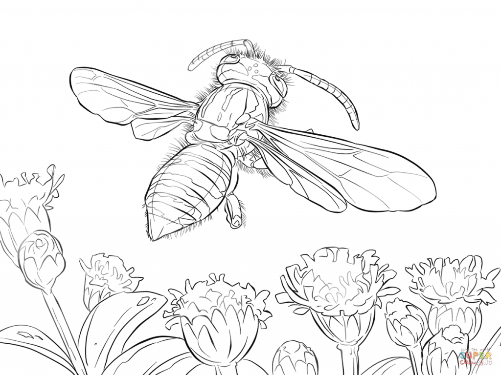 1024x768 Yellow Jacket Wasp For Coloring Pages
