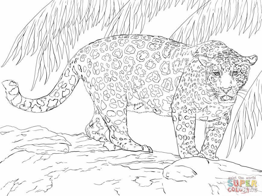 869x652 Jaguar Coloring Pages Image High Def Easy Car Colouring To Print