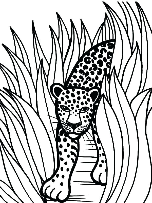 600x802 Jaguar Coloring Sheet Jaguar Coloring Pages Jaguar Coloring Page
