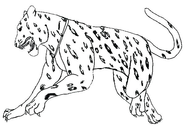 600x450 Jaguar Coloring Pages Baby Jaguar Coloring Pages Jaguar Coloring