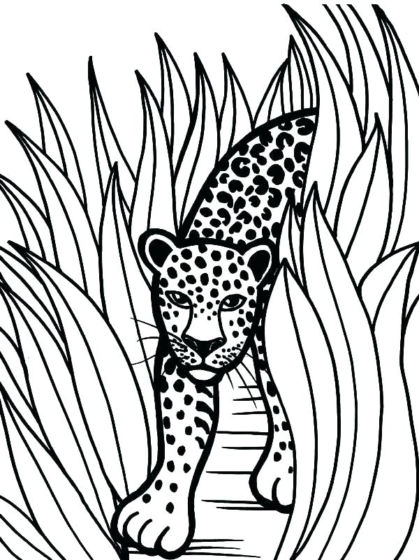 600x802 Jaguar Coloring Pages Jaguar Coloring Pages Rain Forest Coloring