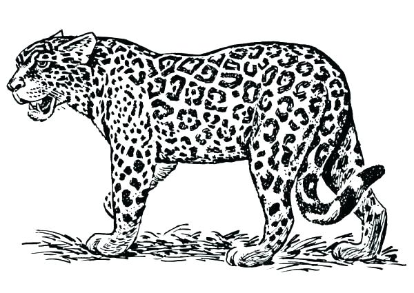 600x425 Jaguar Coloring Page Amazing Jaguar Coloring Pages With Additional