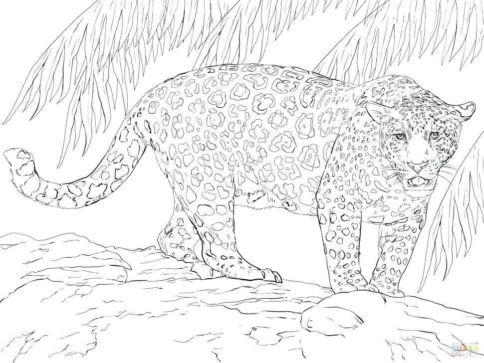 970x728 Jaguar Coloring Page Image Images Cute Jaguar Coloring Pages