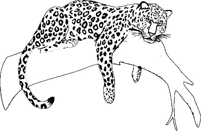666x434 Jaguar Coloring Pages Glamorous Jaguar Coloring Pages In Free